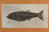 Framed Fossil Fish (Mioplosus) - Wyoming #149758-2